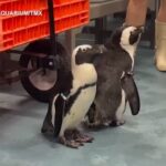 Uragano Milton, in Florida evacuati anche i pinguini dell’acquario