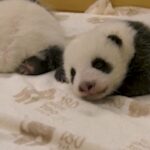 Germania, allo zoo di Berlino sono nati due cuccioli di panda: visibili dal 16 ottobre