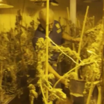 Canosa di Puglia, sequestrata da Gdf piantagione di cannabis