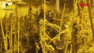 Canosa di Puglia, sequestrata da Gdf piantagione di cannabis