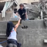 Libano, l’ente di beneficenza salva i gattini dalle macerie a Beirut