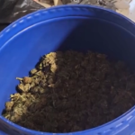 Benevento, sequestrata piantagione e oltre 50 kg di marijuana