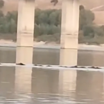 Campobasso, branco di cinghiali fa il bagno nel lago: il video virale