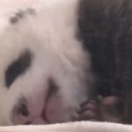 Berlino, prima apparizione di due panda gemelli allo zoo