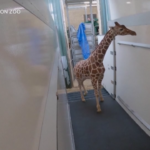 Trasporto speciale per una giraffa di 3 metri e mezzo: dal Regno Unito andrà in Francia