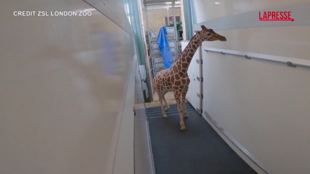 Trasporto speciale per una giraffa di 3 metri e mezzo: dal Regno Unito andrà in Francia