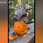 Usa, scimmia tamarina mangia zucca allo zoo di Oakland: vista e suoni sono unici