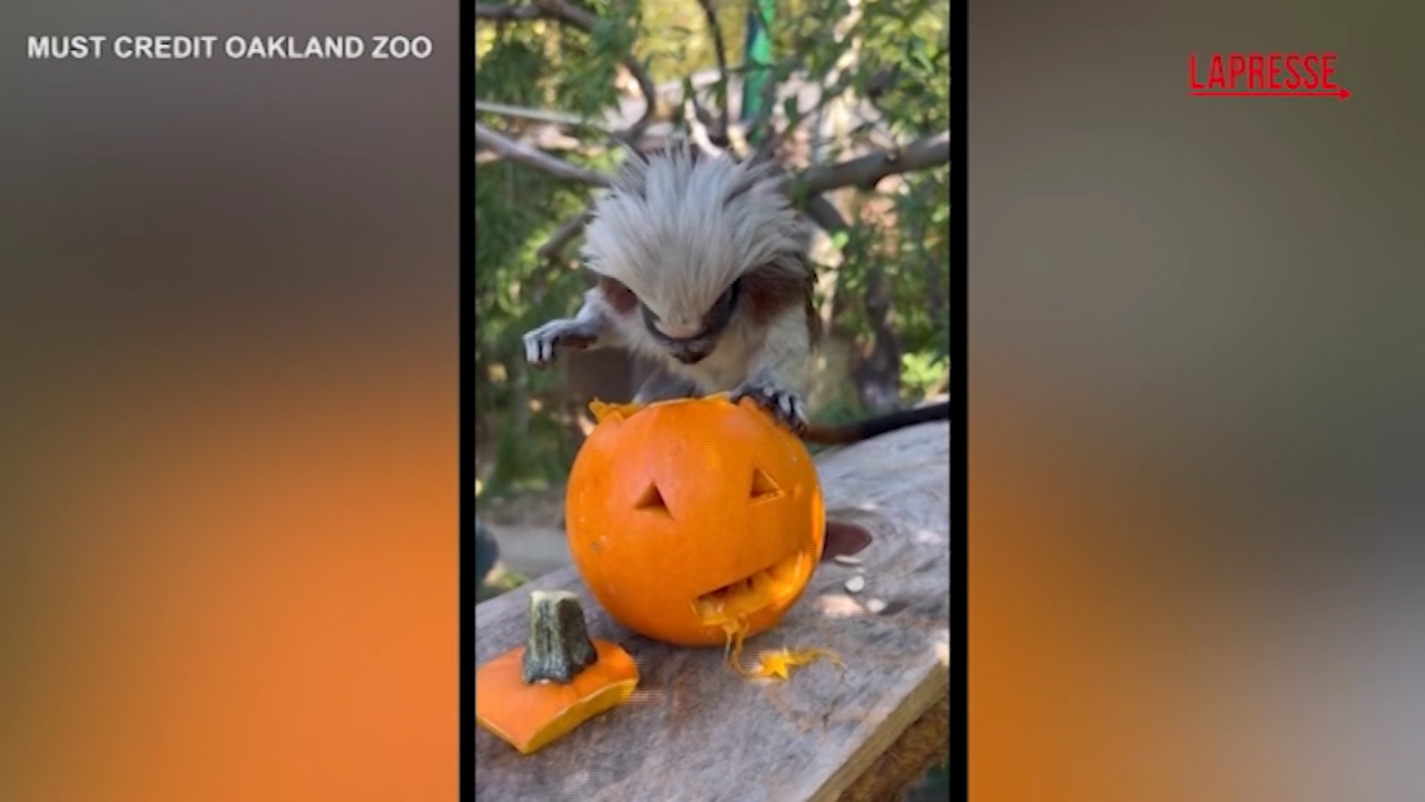 Usa, scimmia tamarina mangia zucca allo zoo di Oakland: vista e suoni sono unici