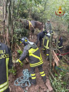 Torino, la cavalla Calì salvata dai vigili del fuoco: le foto del recupero