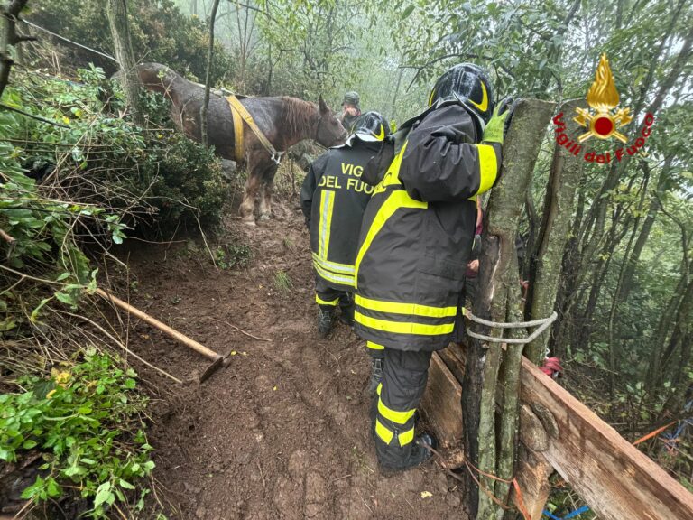 Torino, la cavalla Calì salvata dai vigili del fuoco: le foto del recupero