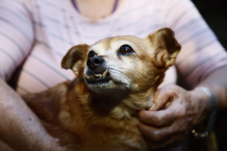 Roma, arriva il veterinario sociale: un aiuto per persone fragili e i loro cuccioli