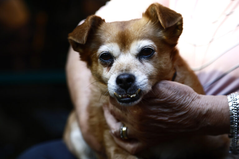 Roma, arriva il veterinario sociale: un aiuto per persone fragili e i loro cuccioli