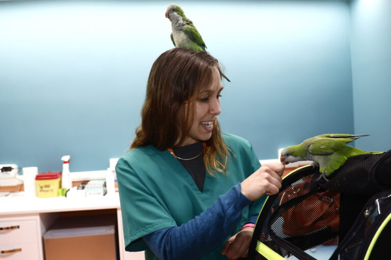 Roma, arriva il veterinario sociale: un aiuto per persone fragili e i loro cuccioli