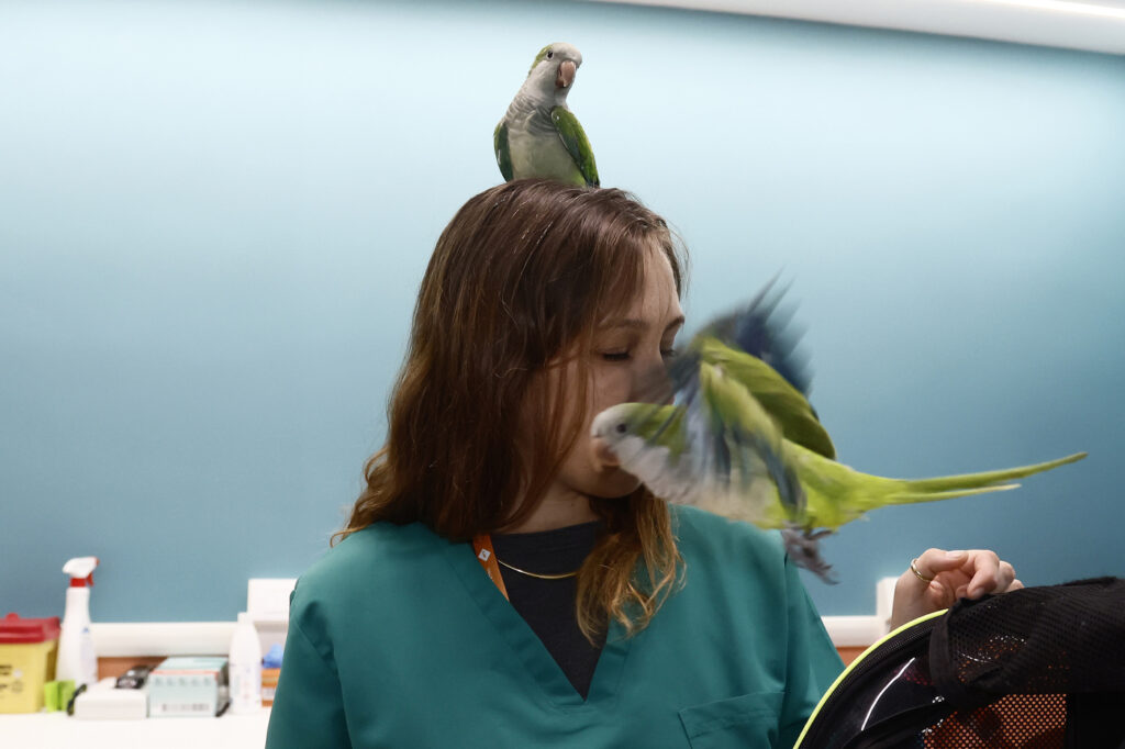 Galleria foto 'Roma, arriva il veterinario sociale: un aiuto per persone fragili e i loro cuccioli' - foto 10