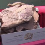 Hong Kong, scoperti fossili di dinosauro