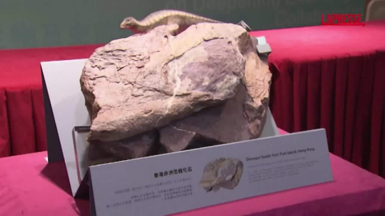 Hong Kong, scoperti fossili di dinosauro