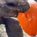 Halloween, tartaruga allo Zoo si divora una zucca