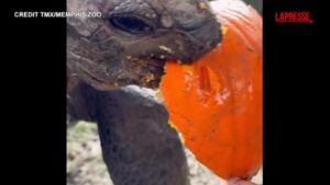 Halloween, tartaruga allo Zoo si divora una zucca