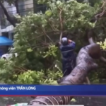 Vietnam, la furia del tifone Trami: piogge incessanti e alberi sradicati