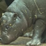 Germania, l’ippopotamo pigmeo Toni in acqua per la prima volta allo zoo di Berlino