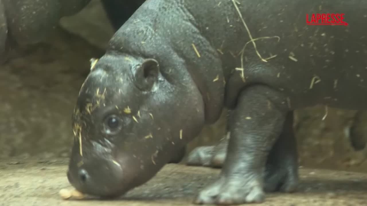 Germania, l’ippopotamo pigmeo Toni in acqua per la prima volta allo zoo di Berlino