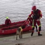 Alluvione Valencia, le ricerche dei dispersi con i cani molecolari