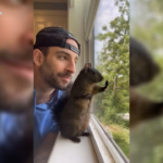 New York, morto Peanut: lo scoiattolo star del web soppresso dalle autorità sanitarie