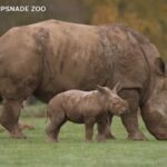 Regno Unito, il cucciolo di rinoceronte bianco muove i primi passi all’aperto nello zoo