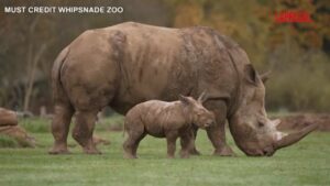 Regno Unito, il cucciolo di rinoceronte bianco muove i primi passi all’aperto nello zoo