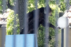 Una femmina di orso sedata nella cittadina di Chatsworth, California