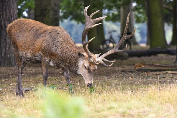 UN CERVO ROSSO NEL BUSHY PARK DI LONDRA