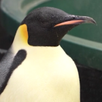 Australia, pinguino imperatore salvato sulla spiaggia di Denmark