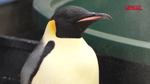 Australia, pinguino imperatore salvato sulla spiaggia di Denmark