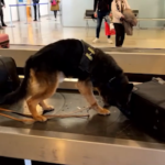 Pescara, sequestrati in aeroporto 25 kg tabacchi contrabbando