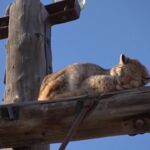 Siberia, lince salvata dalla cima di un palo della corrente elettrica