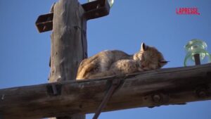 Siberia, lince salvata dalla cima di un palo della corrente elettrica