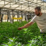 Cannabis light illegale, l’appello del coltivatore a Mattarella: “Equiparati a spacciatori”