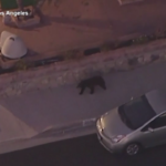 California, orso si arrampica sul palo della luce