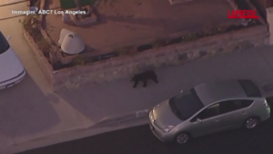 California, orso si arrampica sul palo della luce