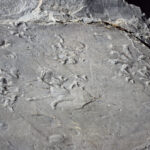 Valtellina, si scioglie ghiacciaio: riaffiorano fossili di 280 mln di anni fa