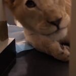 Libano, animalisti salvano un cucciolo di leone dai raid e dagli abusi