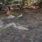 Usa, abbattute le dighe: tornano i salmoni nel fiume tra California e Oregon