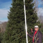 Usa, l’albero di Natale per la Casa Bianca arriva dal North Carolina