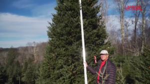 Usa, l’albero di Natale per la Casa Bianca arriva dal North Carolina