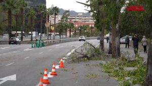 Forti raffiche di vento a Barcellona: alberi caduti, chiusi parchi e giardini