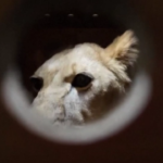 Russia, Putin dona 70 animali a uno zoo della Corea del Nord
