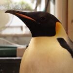 Australia, rilasciato pinguino imperatore arrivato per sbaglio dall’Antartide