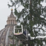 In Vaticano arriva l’abete di Natale: alto 29 metri, pesa 5 tonnellate e mezzo