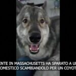 Massachusetts, spara e uccide un coyote: ma era un cane domestico