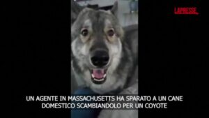 Massachusetts, spara e uccide un coyote: ma era un cane domestico